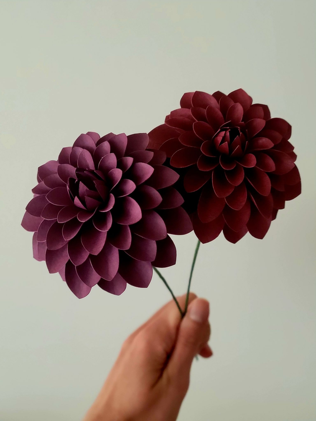 Dahlia