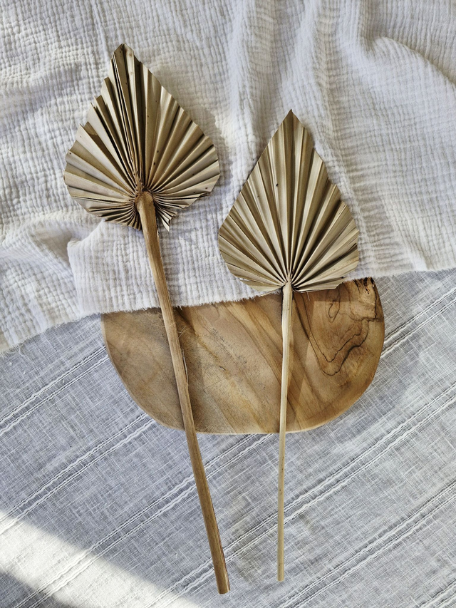 Vide atelier - Petites almes séchées naturel