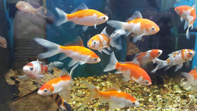 Mixed goldfish 