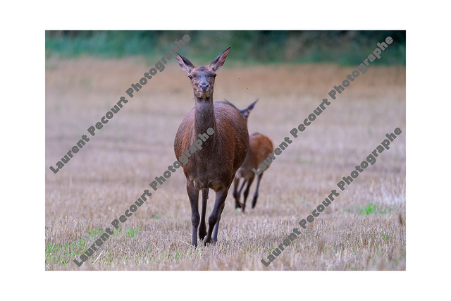 Biche et Faon