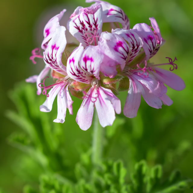 Crème fluide visage-Peaux mixtes à grasses
