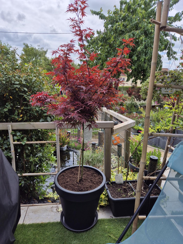 Érable Shaina sur tige pot prêt à poser 50cm