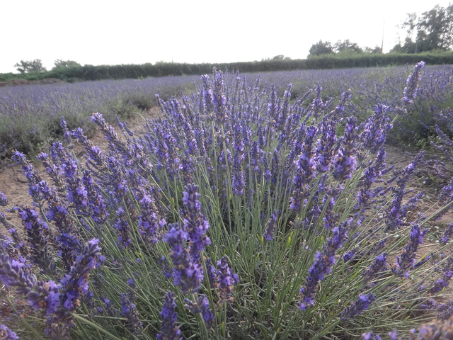 Huile essentielle de lavandin