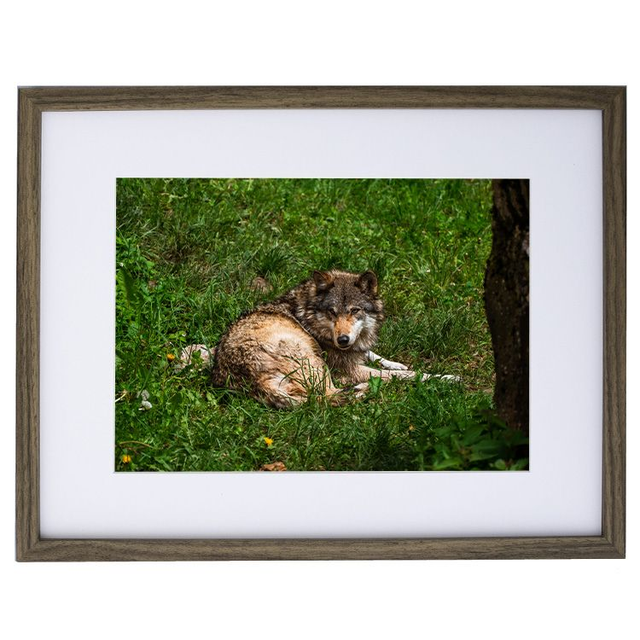 Jeune Loup &#039;Sky&#039; - Faune