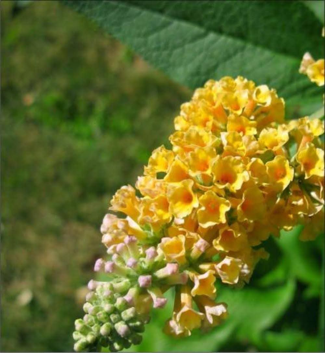 Buddleia x weyeriana  - 1ltr pot