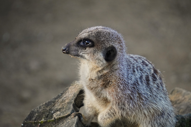 Observant Meerkat 