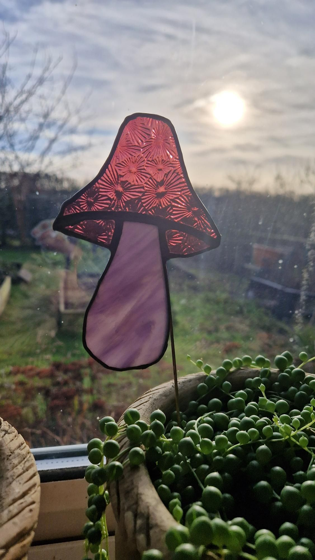 Mushdude plant buddy