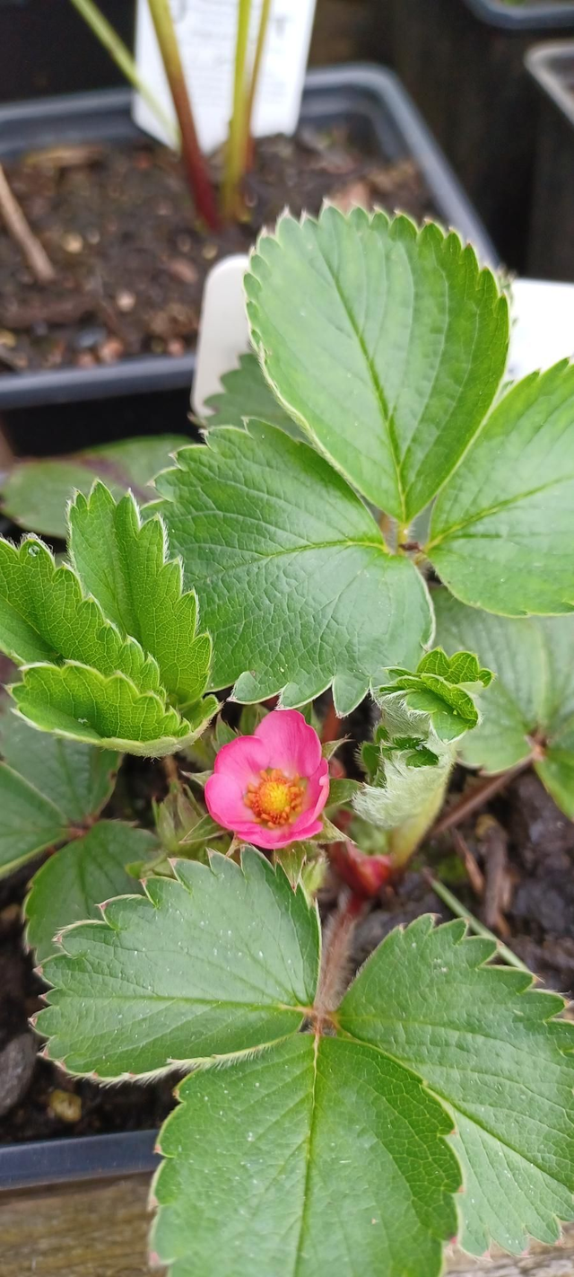 Alpine Strawberry