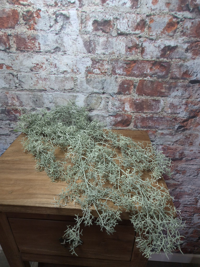 Tillandsia tak, lichtgroen