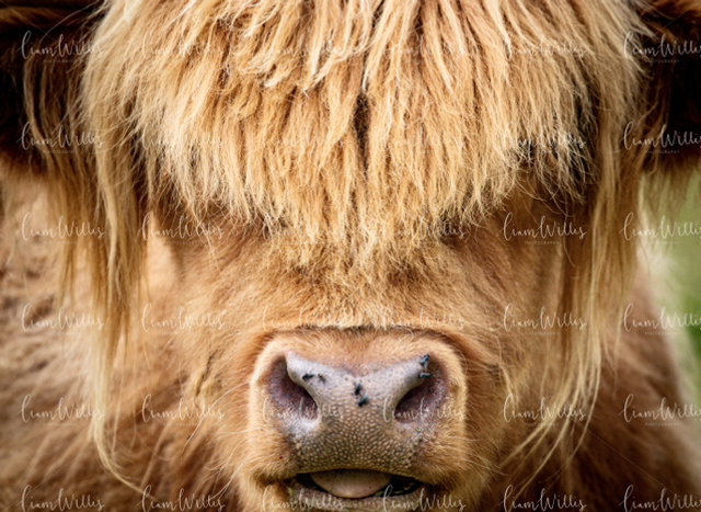 Highland Cow Colour Print
