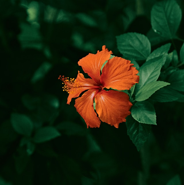 22 días volviendo hacia ti