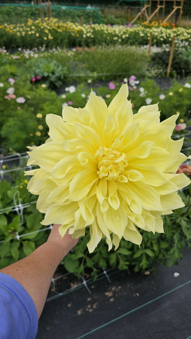 Cut and Create a Vase of Dahlias ~ Wednesday 20th August - 5pm - 8pm