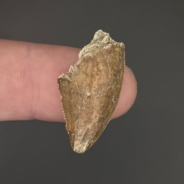 Majungasaurus Tooth