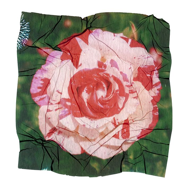 Polaroid Emulsion Lift Rock 'n' Roll Rose in Bloom - 12x12 inches