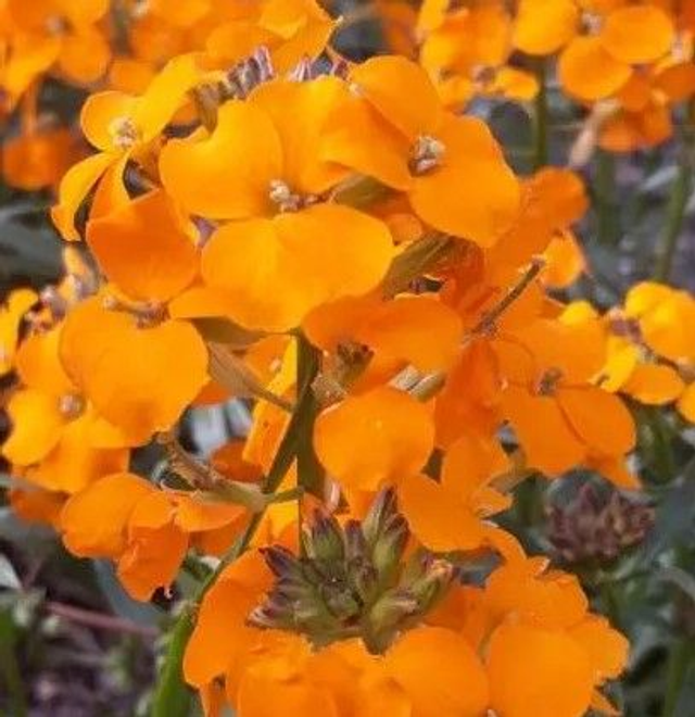 Giroflée Ravanelle AB - Cheiranthus cheiri, Erysimum cheiri