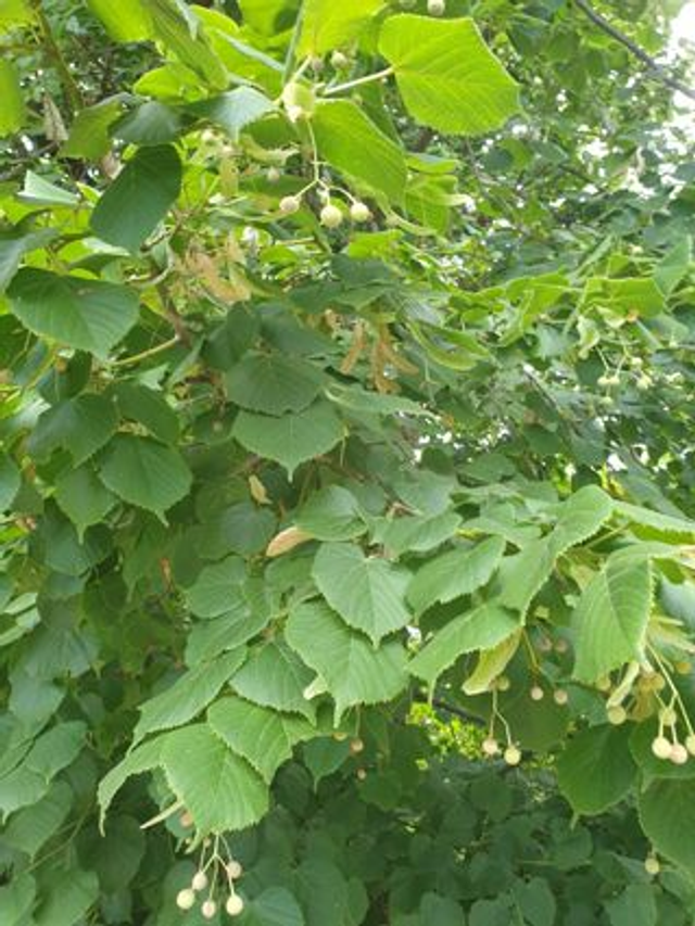 Tilleul Commun (Tilia Spp)