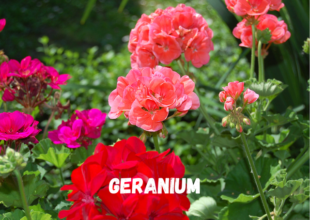 GERANIUM GALET FONDANT 15g