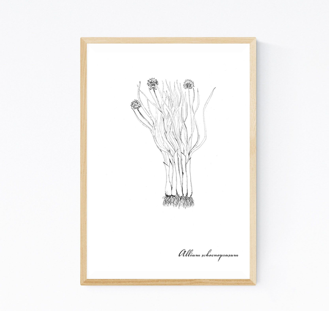 Ciboulette, allium schoenoprasum