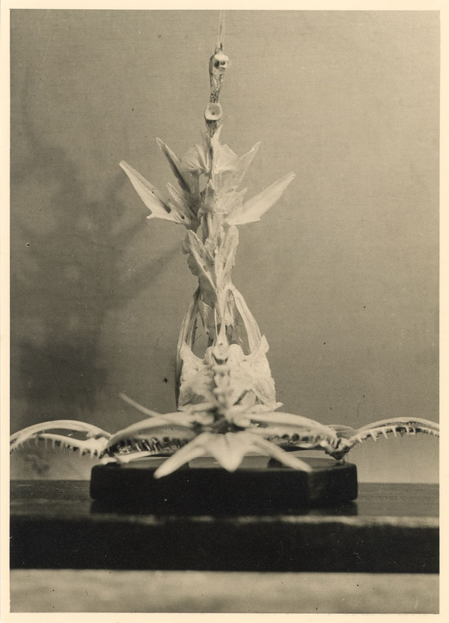 Squelette, non daté