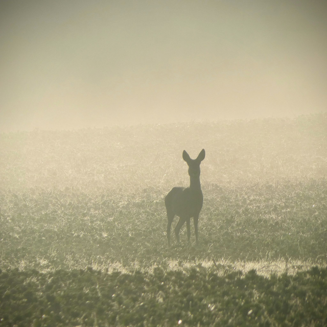 &#039;Deer in the mist&#039;