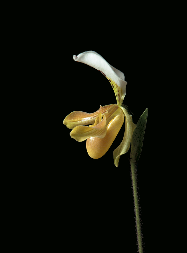 Liberation/Deception Essence