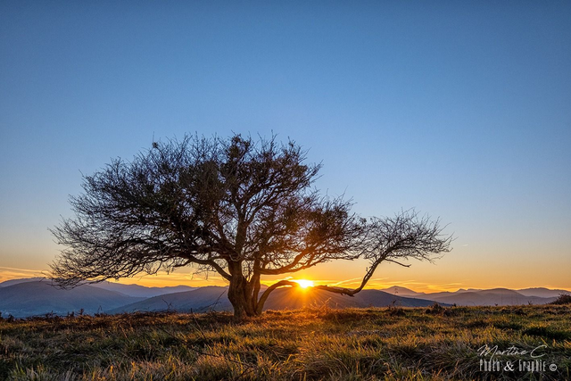 Le solitaire de Soyartz 40X60