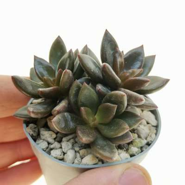 D41 . Lenopetalum 'Chocolate' Vaso: 6,5 cm.