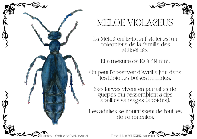 Meloe violaceus texte