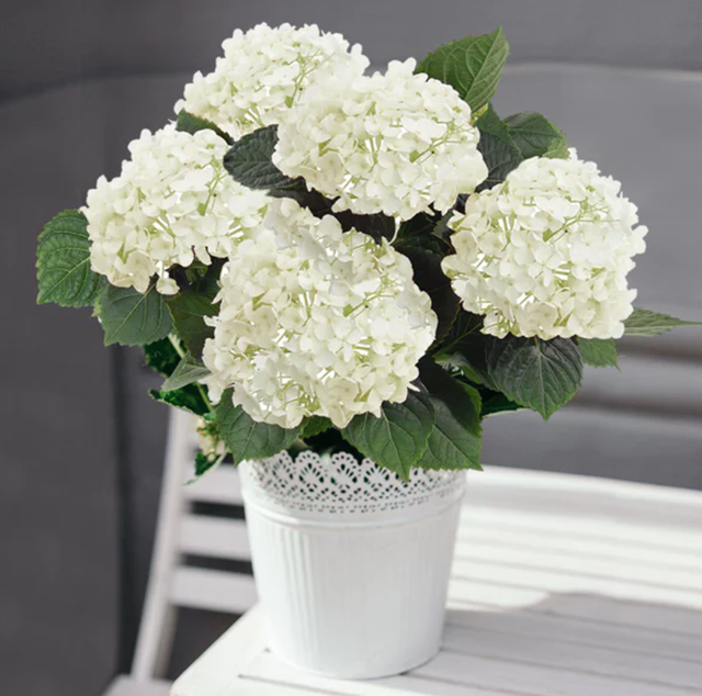 Plante - Hortensia 
