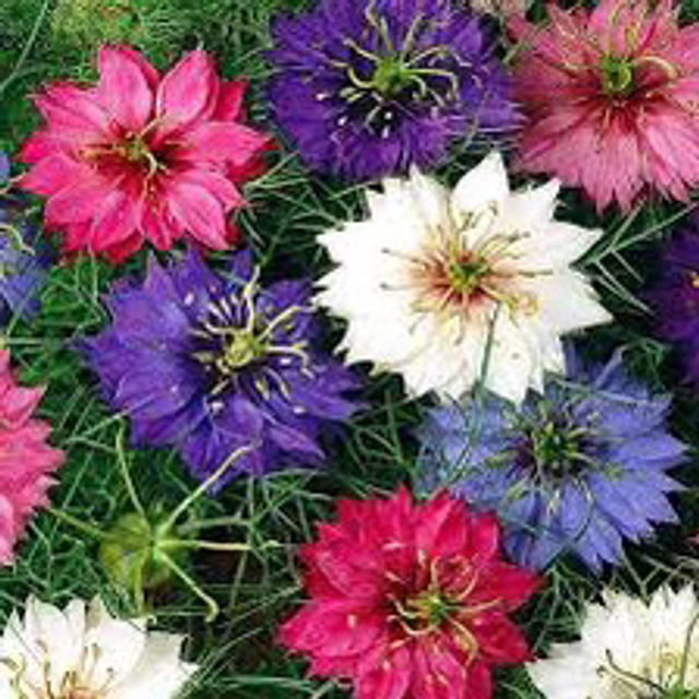 Nigèle de Damas Bio - Nigela damascena