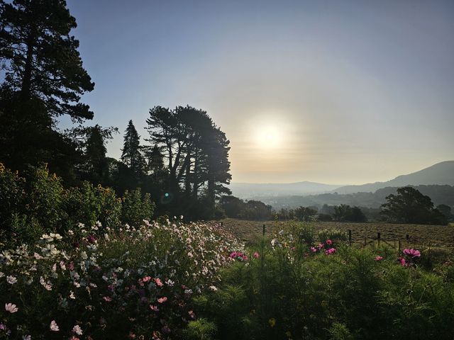 Brush Strokes & Blooms - Wednesday 20th August -Sunrise Edition - 6am -10am