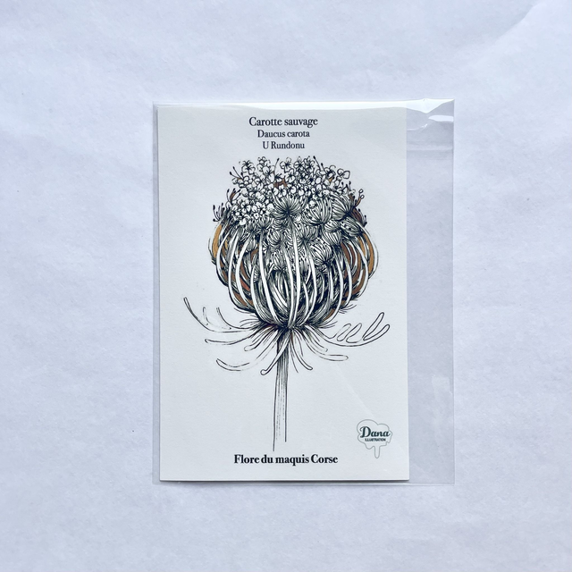 Carte Carotte Sauvage