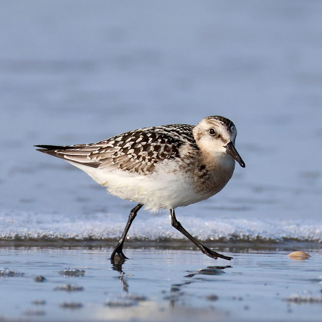 Okko Veling Foto op HD Metal "Grilk"