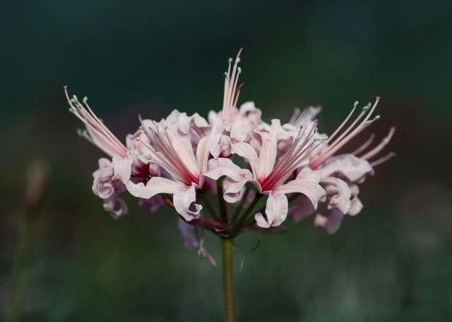 Igor V - Nerine Sarniensis