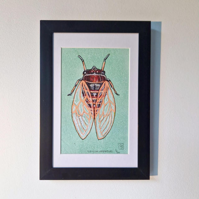 "Tibicina Haematodes"