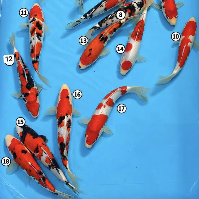 Izumiya Koi Farm - Winter Grow on at Koi Heaven