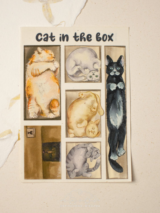 Cat in the box | ZWIERZĘTA 