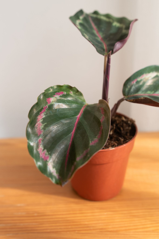Calathea Médaillon 🌿