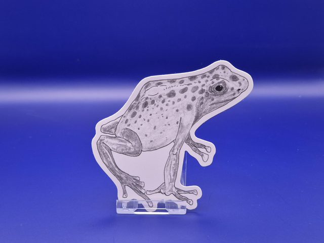 Blue poison dart frog