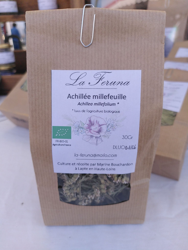 Achillée millefeuille