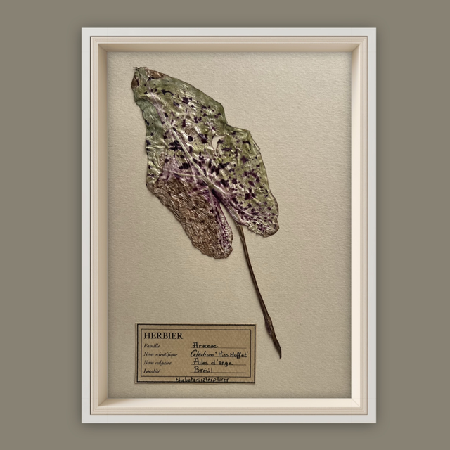 Herbier A5 vintage affiche botanique Caladium 