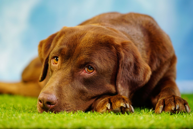 Haustier Fototografie vom Fotografen im STUDIO  30 Min.
