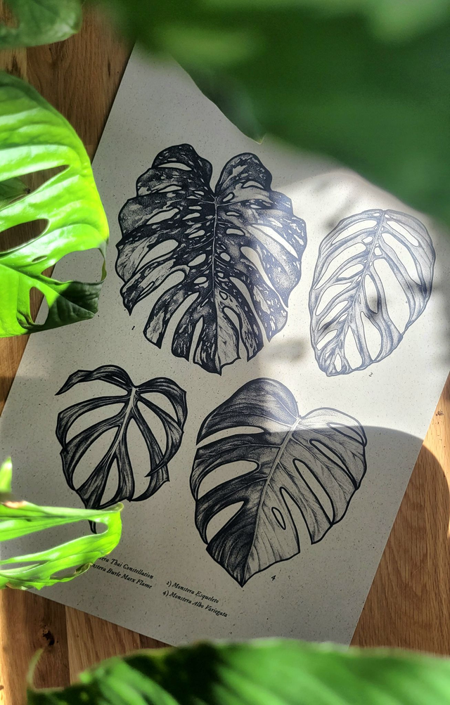 Monstera Kombi