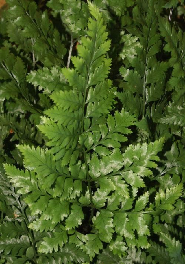 Rumohra adiantiformis - Florists Leather Fern plug  plant 