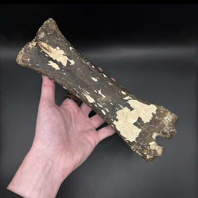 Bison Metacarpal