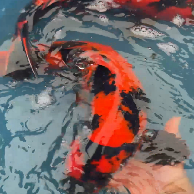 Hi-utsuri - Marusei koi farm, nisai circa 45/50cm  - Mike Hope