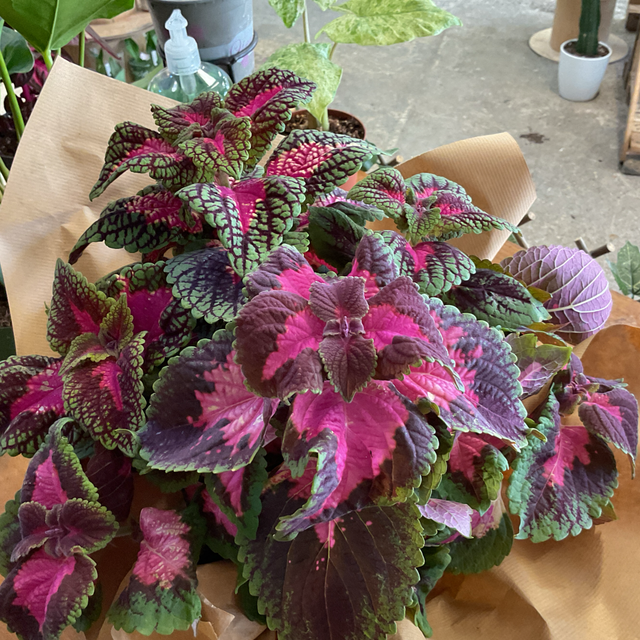 Grand coleus 