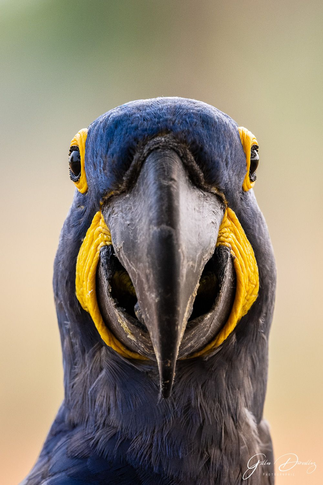 FS003 - Ara hyacinthe  