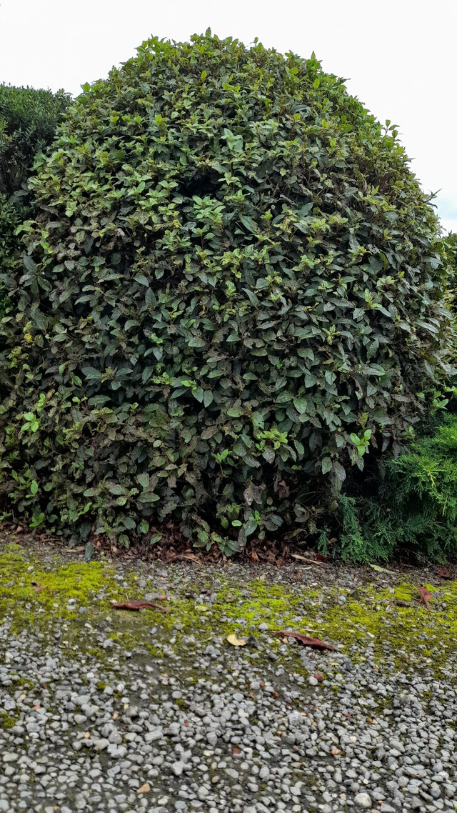 Viburnum tinus - 1ltr pot