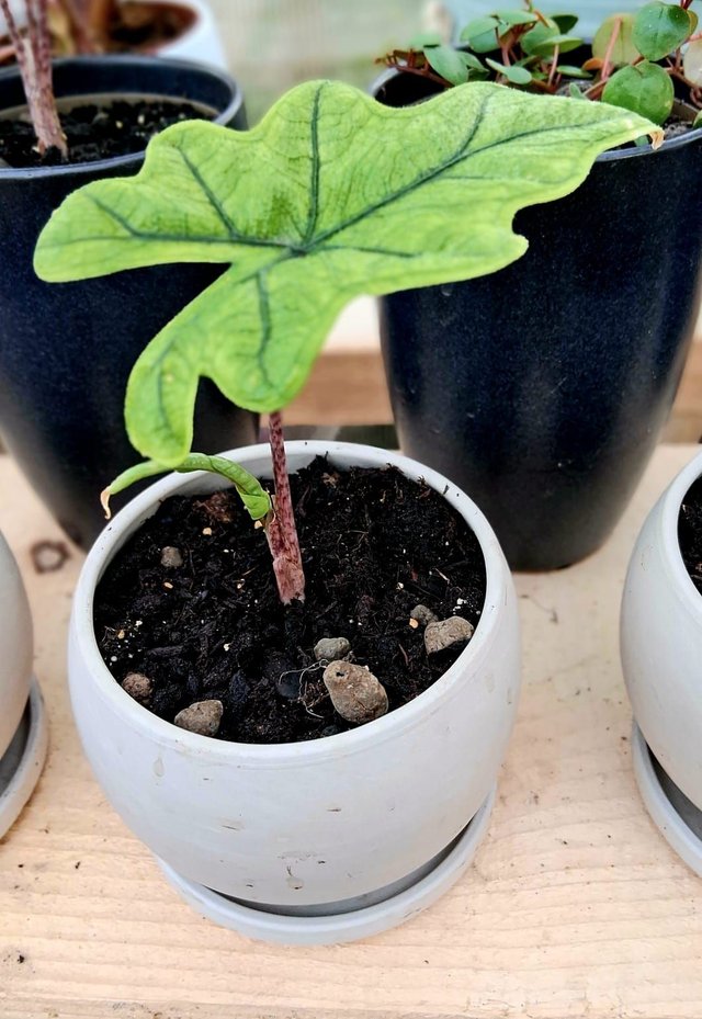 C81 . Alocasia 'Jacklyn' in "LUNA GRANIT"